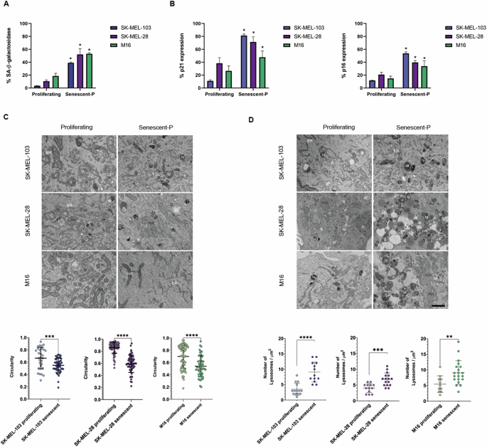 Fig. 1: Characterization of palbociclib-induced senescent melanoma cells.