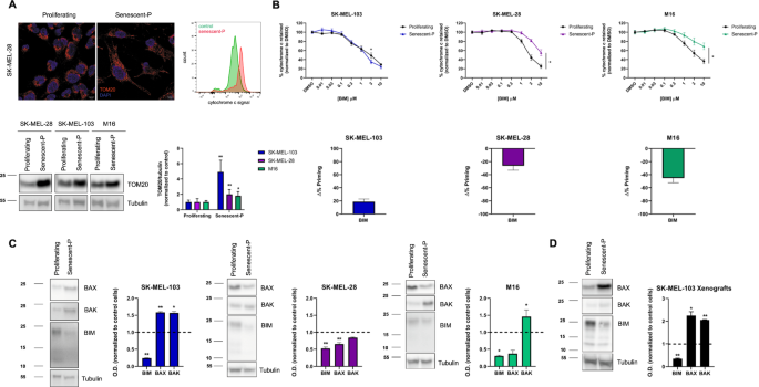 Fig. 2: Palbociclib-induced senescence distinctly affects apoptotic priming and protein expression in melanoma cells.