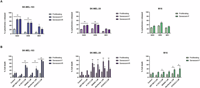 Fig. 3: Senescent melanoma cells acquire BCL-xL dependence.