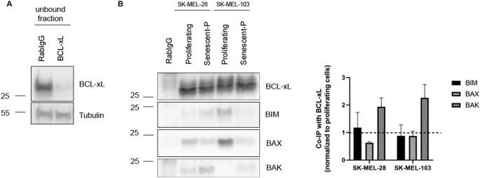 Fig. 5: BCL-xL presents higher binding affinity for BAK in senescent melanoma cells.