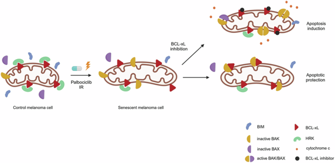 Fig. 6: Mechanism of apoptotic protection in senescent melanoma cells.