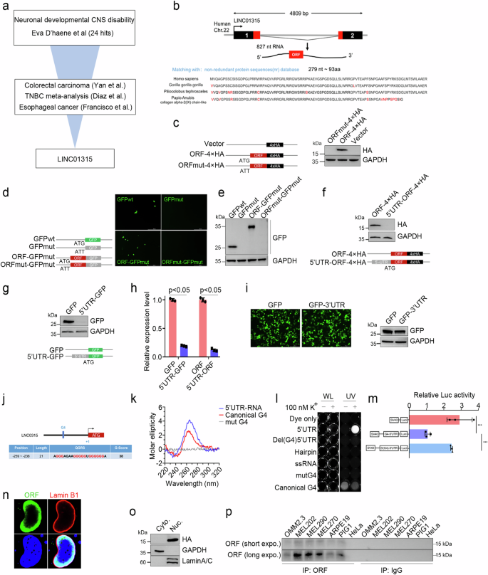 Fig. 1: Identification of LINC01315, which encodes a small protein that deregulates YAP activity.