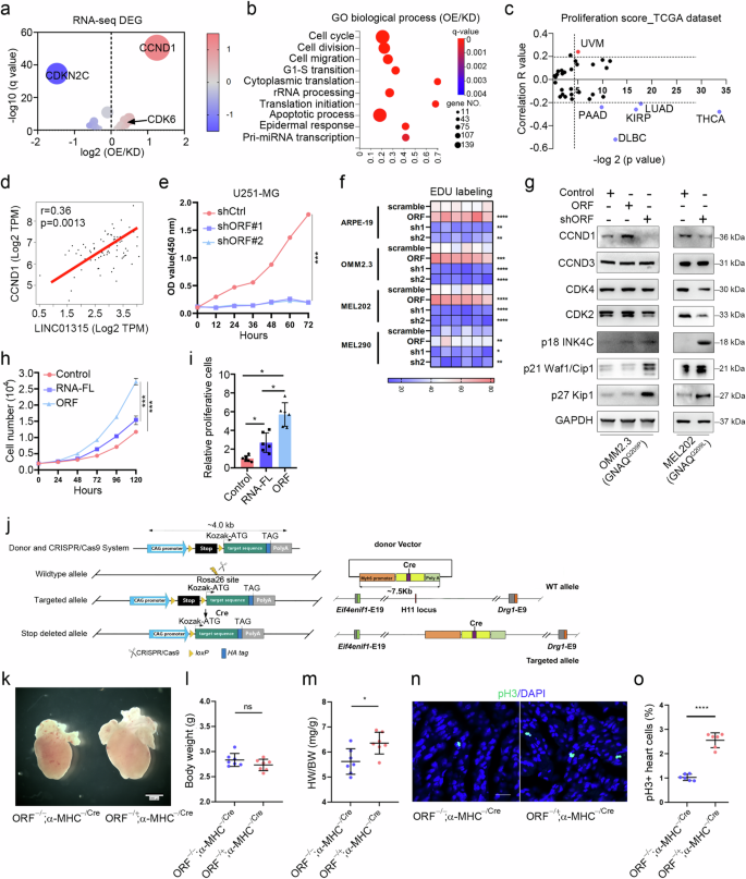 Fig. 2: YAPer-ORF promotes aberrant cell proliferation and growth.