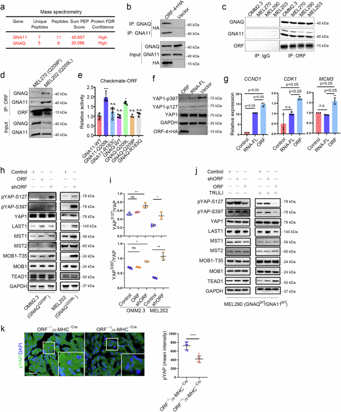 Fig. 3: YAPer-ORF interacts with GNAQ/11 to activate YAP signaling.