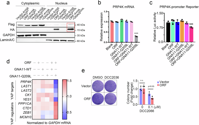 Fig. 5: YAPer-ORF facilitates the nuclear translocation of mutant GNAQ/11 to suppress PRP4K transcription.