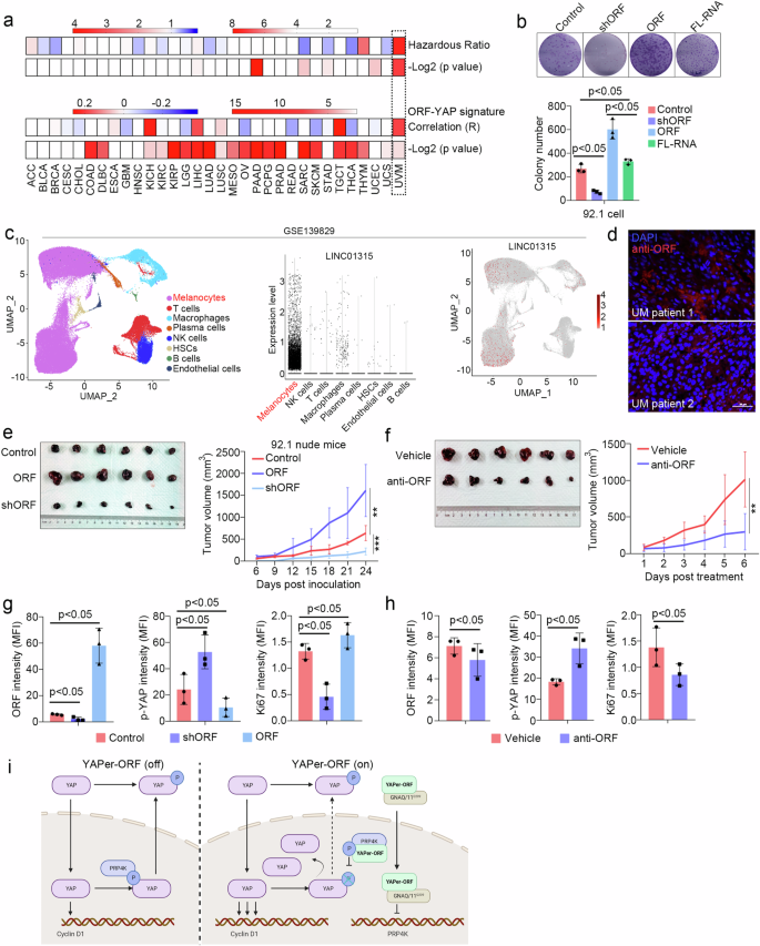 Fig. 6: Neutralizing YAPer-ORF inhibits the growth of GNAQ/11-mutant UM tumors.