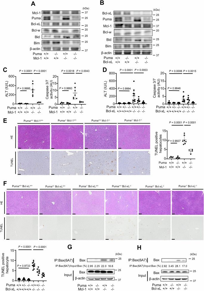Fig. 1: Disruption of Puma suppresses hepatocyte apoptosis in mice with hepatocyte-specific knockout of Bcl-xL or Mcl-1.