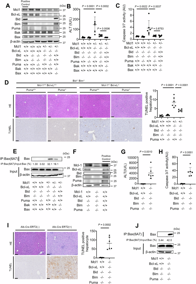 Fig. 2: Disruption of Bid, Bim and Puma cannot fully suppress hepatocyte apoptosis induced by the deletion of Bcl-xL and Mcl-1.