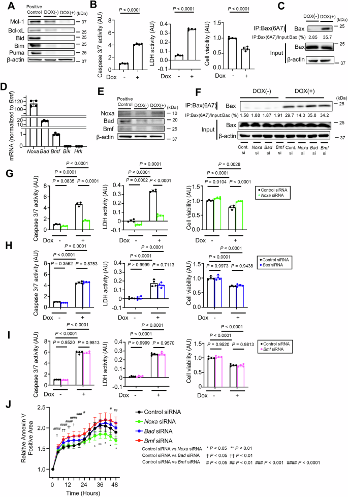 Fig. 3: Noxa knockdown suppresses apoptosis in Bcl-xL-, Mcl-1-, Bid-, Bim- and Puma-deficient hepatocytes.