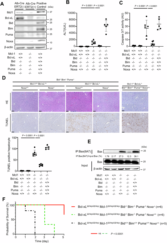 Fig. 4: Additional disruption of Noxa significantly decreases hepatocyte apoptosis in Bcl-xL-, Mcl-1-, Bid-, Bim- and Puma-deficient mice.