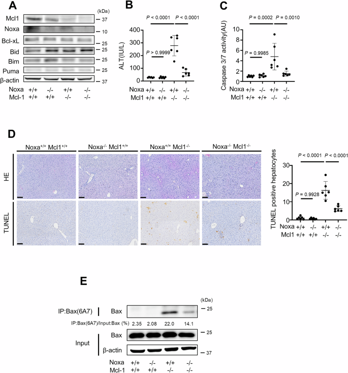 Fig. 5: Disruption of Noxa suppresses hepatocyte apoptosis in hepatocyte-specific Mcl-1 knockout mice.