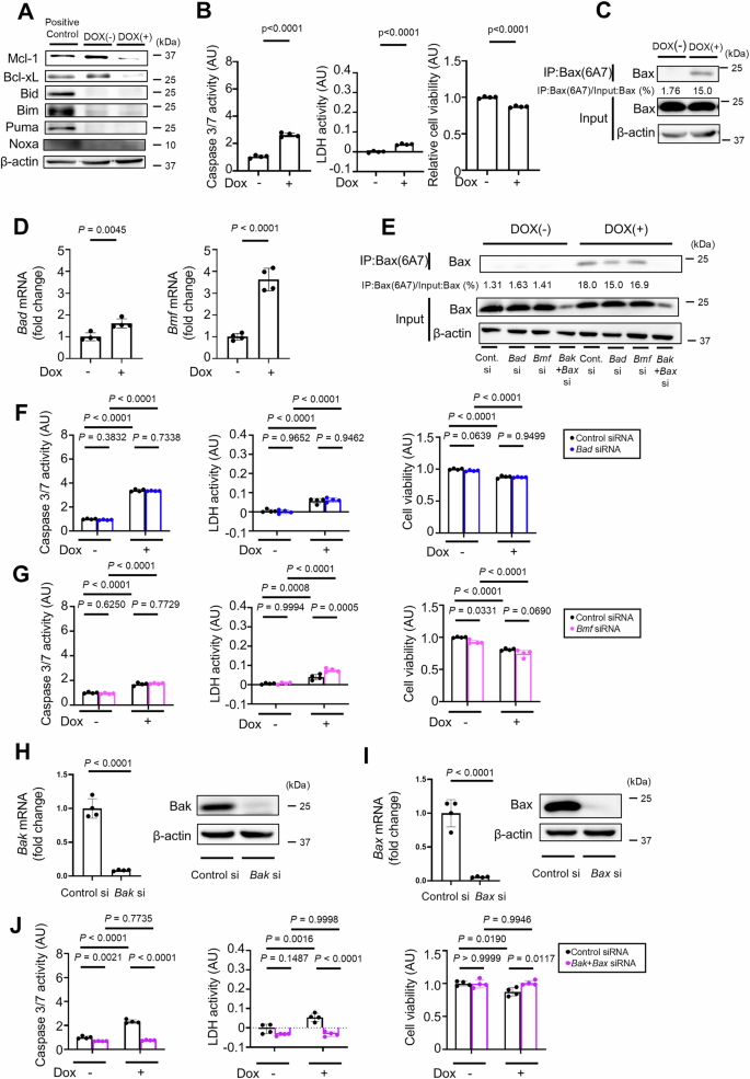 Fig. 6: No BH3-only proteins other than Bid, Bim, Puma and Noxa contribute to hepatocyte apoptosis caused by the deletion of both Mcl-1 and Bcl-xL.