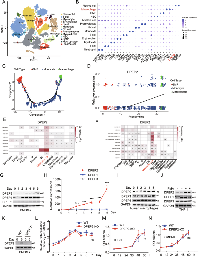 Fig. 2: DPEP2 is upregulated in the macrophages.