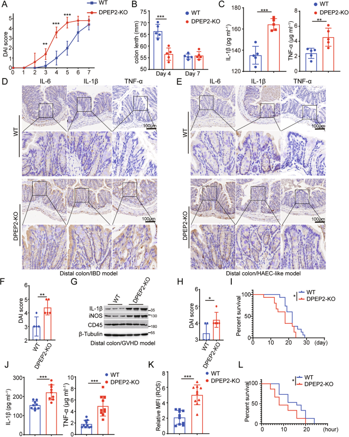 Fig. 3: DPEP2 deficiency enhances inflammatory response of macrophages in vivo.