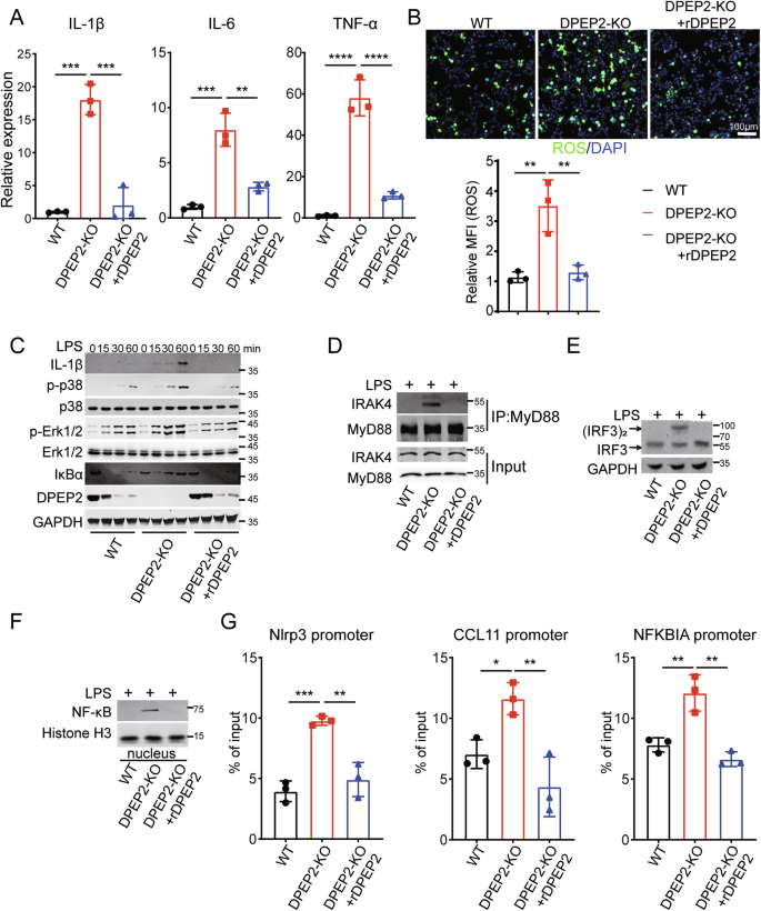 Fig. 4: DPEP2 deficiency enhances inflammatory response of macrophages in vitro.