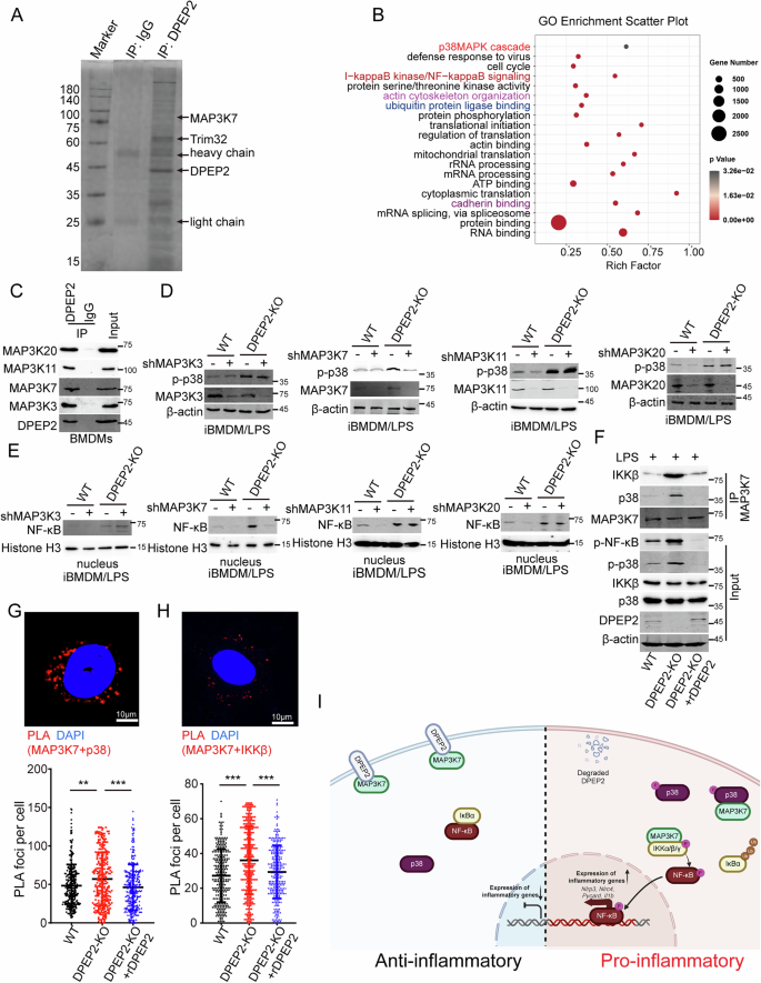 Fig. 5: DPEP2 downregulation triggers NF-κB and p38 pathways by releasing MAP3Ks in activated macrophages.