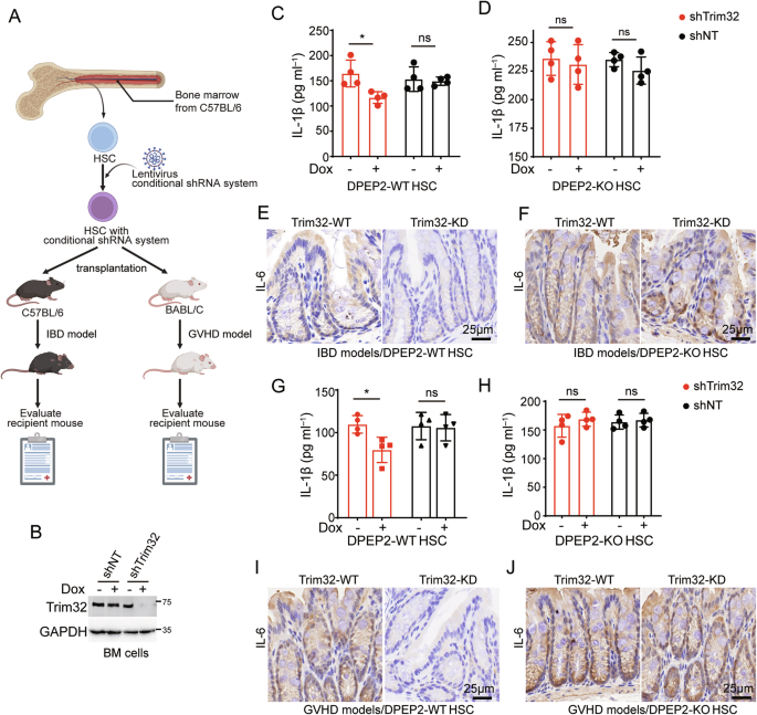 Fig. 8: Inhibition of Trim32 represses development of inflammation by DPEP2 in vivo.