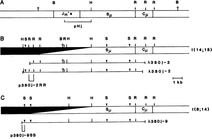 Fig. 1: Chromosomal translocation mapping reveals the gene for BCL-2.
