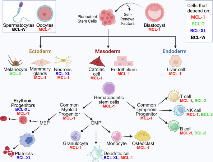 Fig. 4: Requirements for expanded BCL-2 family members in mammalian cellular homeostasis.