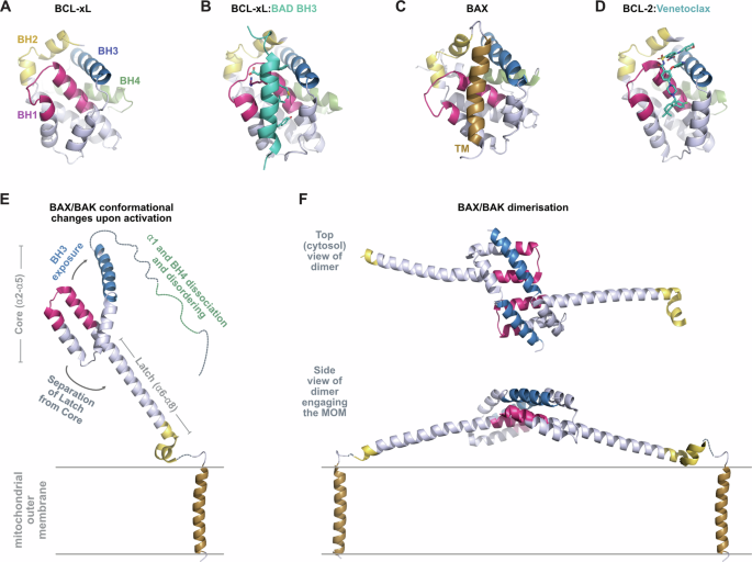 Fig. 5: Structural motif of the BCL-2 family members.