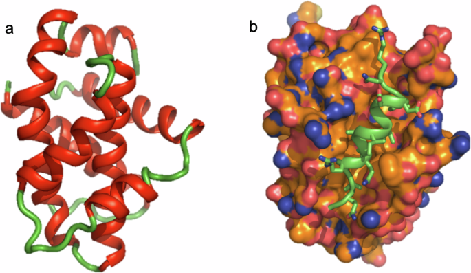 Fig. 6: The three-dimensional structure of BCL-XL.