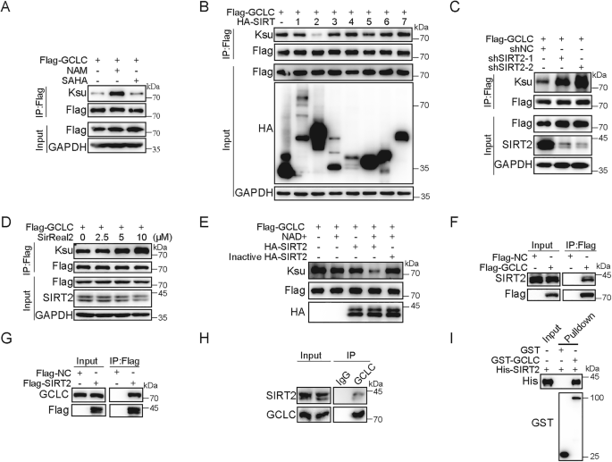Fig. 3: SIRT2 desuccinylates GCLC by directly interacting with GCLC.