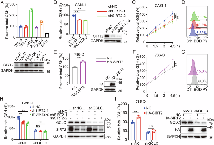 Fig. 4: SIRT2-regulated GSH synthesis depends on GCLC.