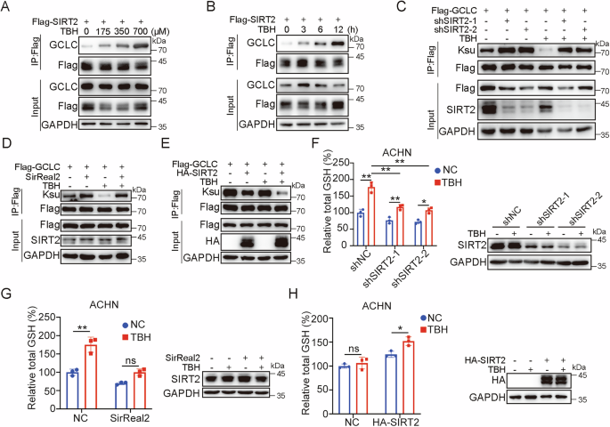 Fig. 5: SIRT2 is essential for GCLC desuccinylation in respone to oxidative stress.