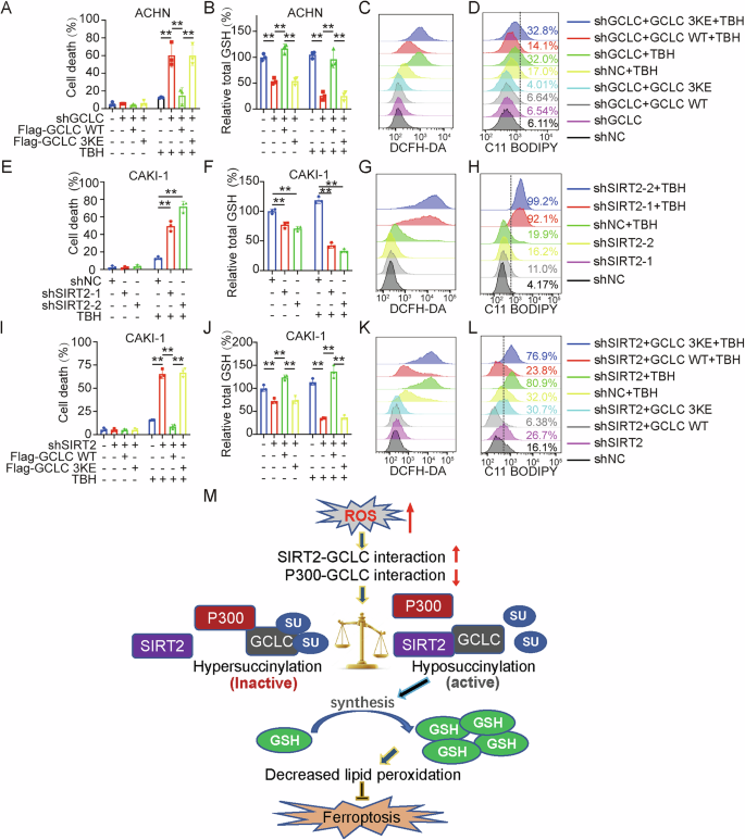 Fig. 6: SIRT2 regulates TBH-induced ferroptosis through desuccinylating GCLC.