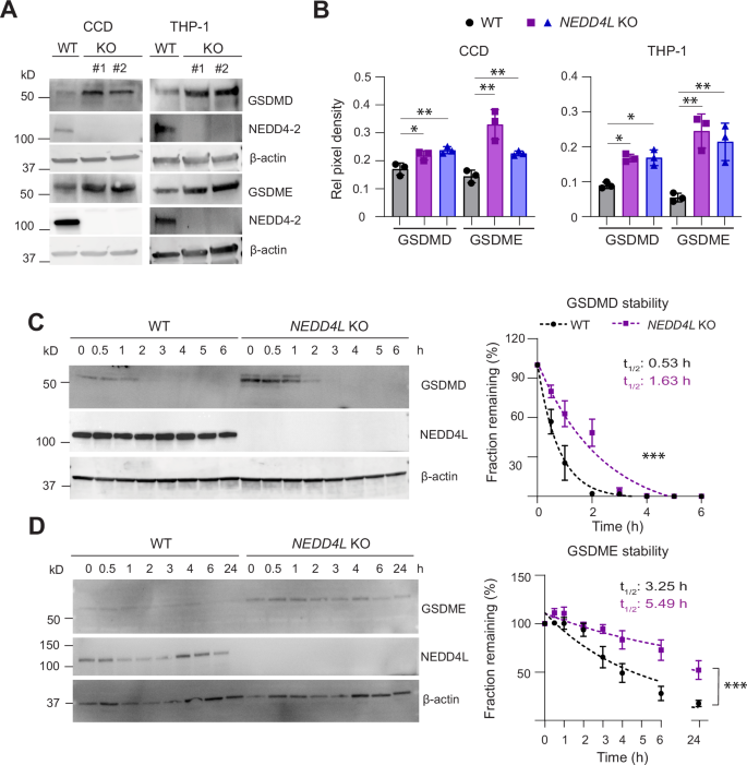 Fig. 2: NEDD4L/NEDD4-2 deficiency results in increased Gasdermin D and E expression.