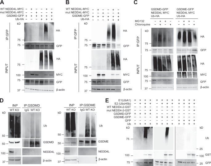 Fig. 4: Gasdermin D and E are ubiquitinated by NEDD4L.