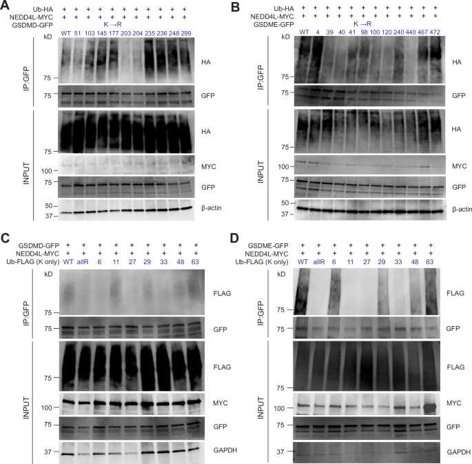 Fig. 5: Identification of potential ubiquitination sites and specific Ub linkages in GSDMD and GSDME.