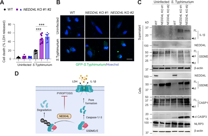 Fig. 8: NEDD4L deficiency promotes cell death induced by Salmonella Typhimurium.
