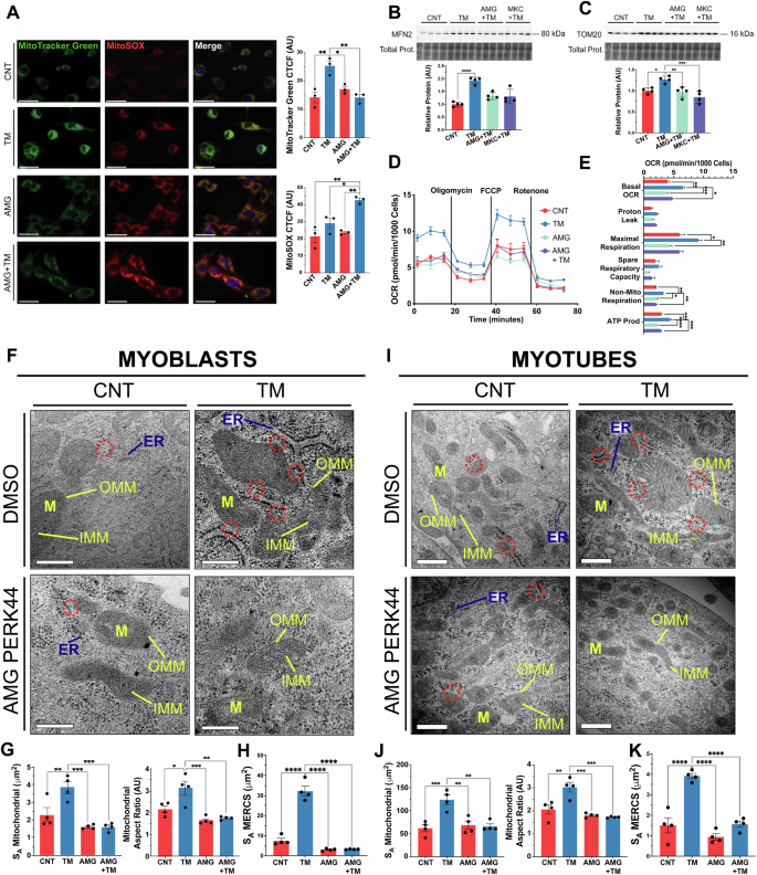 Fig. 2: Adaptive UPRER signalling increases mitochondrial capacity and MERCS assembly that depends on the PERK arm of the UPRER.