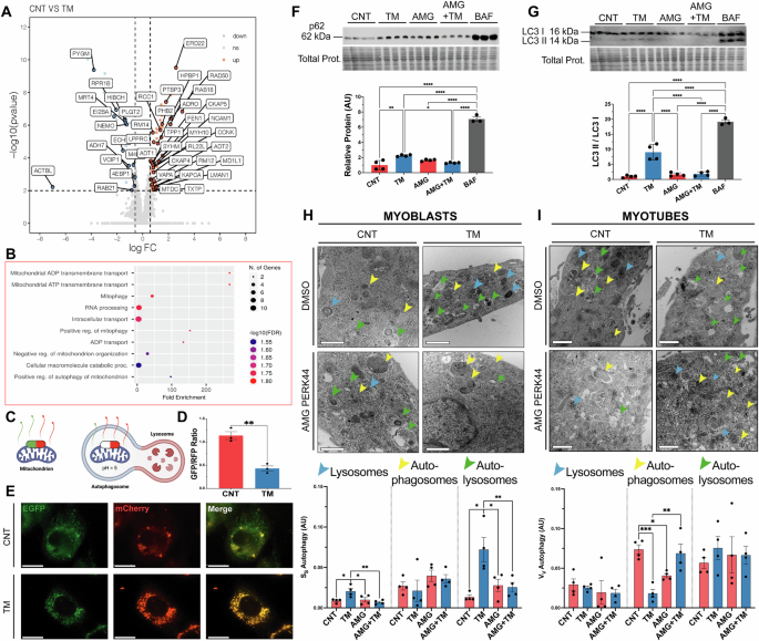 Fig. 3: Adaptive UPRER signalling in myoblasts promotes autophagy and mitochondrial turnover.