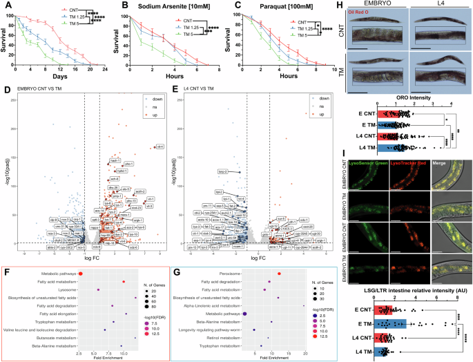 Fig. 5: UPRER activation in C. elegans embryos or at L4 stage has opposite effects on lipid metabolism.
