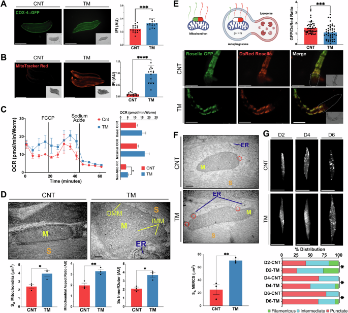 Fig. 6: Early-life exposure of C. elegans to ER stress improves mitochondrial capacity, activates mitophagy and promotes MERCS assembly.