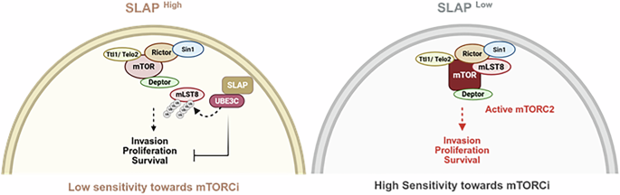 glutathione mtorc2 SLAP controls mTORC2 integrity via UBE3C-mediated non-degradative mLST8  ubiquitination to suppress colorectal tumorigenesis