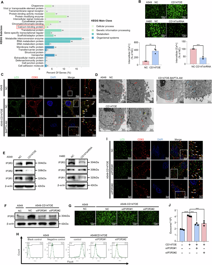 Fig. 10: CD147 promotes amphisome biogenesis through IP3R3-mediated calcium homeostasis dysregulation.