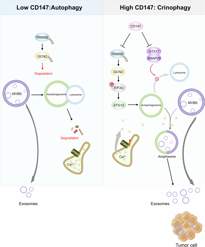 Fig. 11: The proposed model of CD147 promotes exosomes release through activation of crinophagy, thus facilitating tumor metastasis.