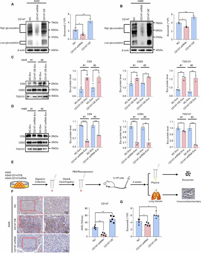 Fig. 2: CD147 promotes exosomal secretion in NSCLC cells.
