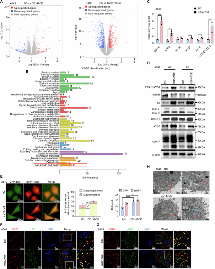 Fig. 4: CD147 promotes amphisome formation in NSCLC.