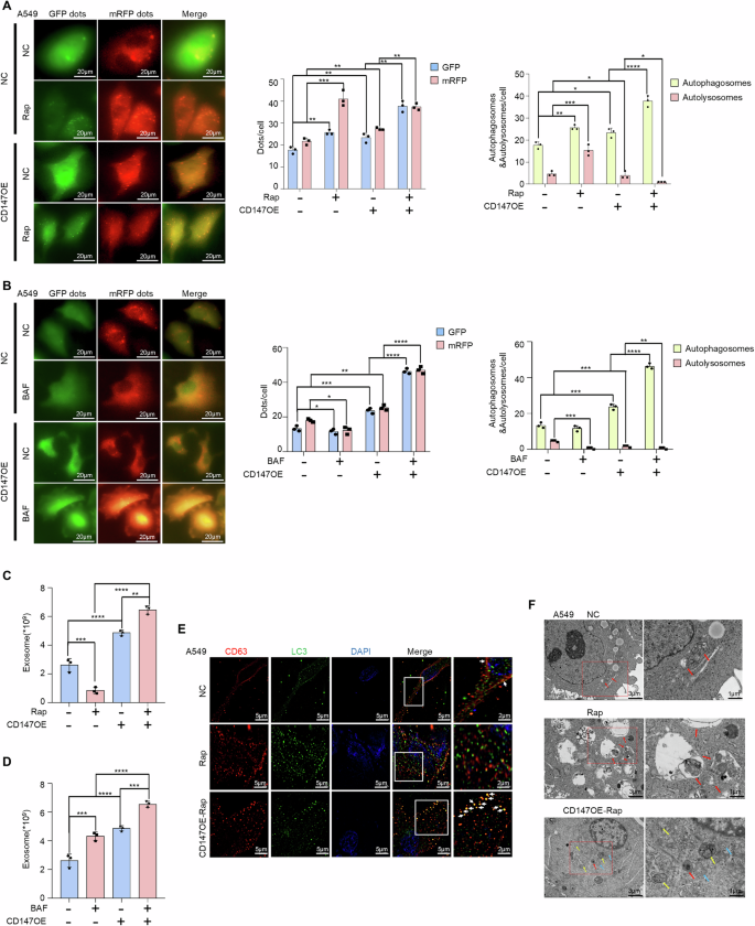 Fig. 5: CD147 is essential for amphisomes formation.
