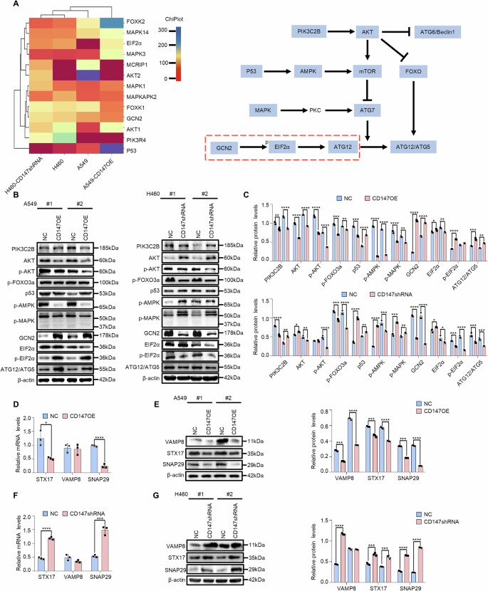 Fig. 6: CD147 activates the GCN2/EIF2α/ATG12 signaling and inhibition of VAMP8/STX17/SNAP29 pathway to induce autophagosome formation.