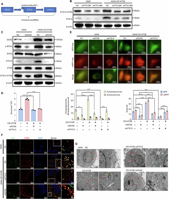 Fig. 7: Pharmacological and genetic treatment of the GCN2/EIF2α/ATG12 axis compromises CD147-mediated amphisome formation.