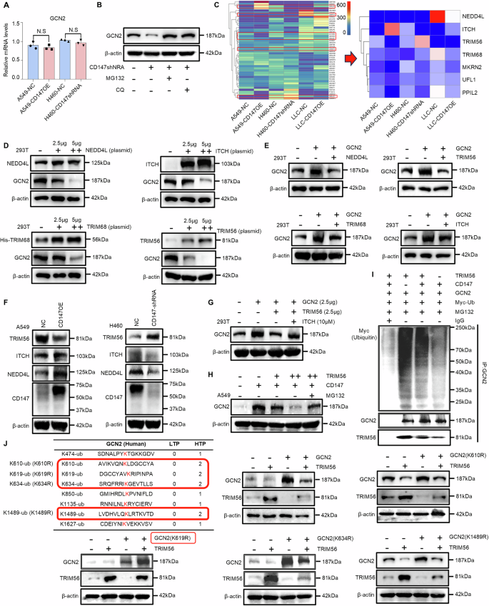 Fig. 8: CD147 stabilizes GCN2 through TRIM56-mediated ubiquitin-proteasomal regulation.