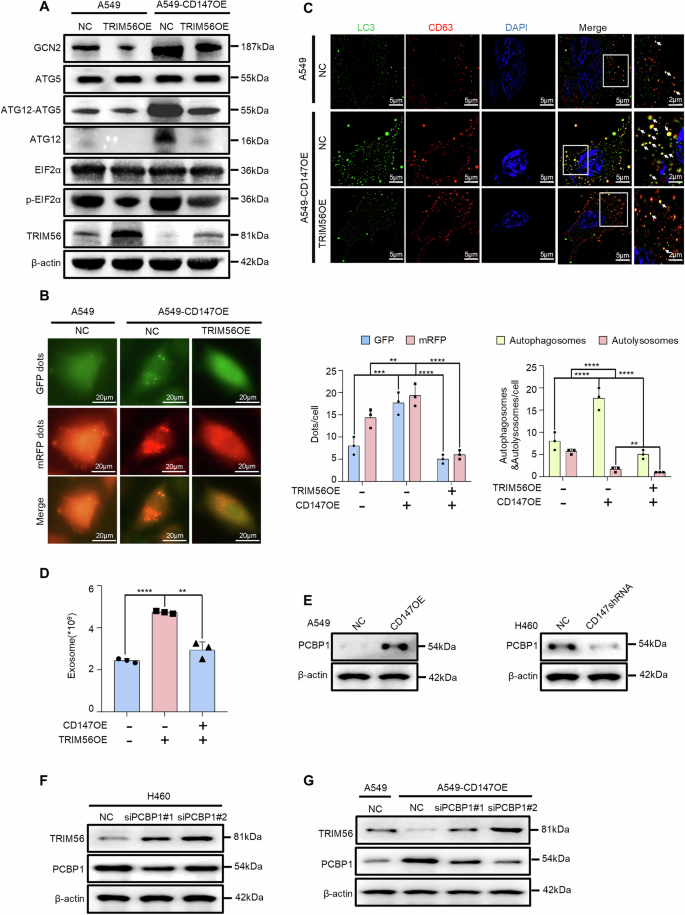 Fig. 9: TRIM56 suppresses CD147-mediated activation of the GCN2/EIF2α/ATG12 axis and exosome release.
