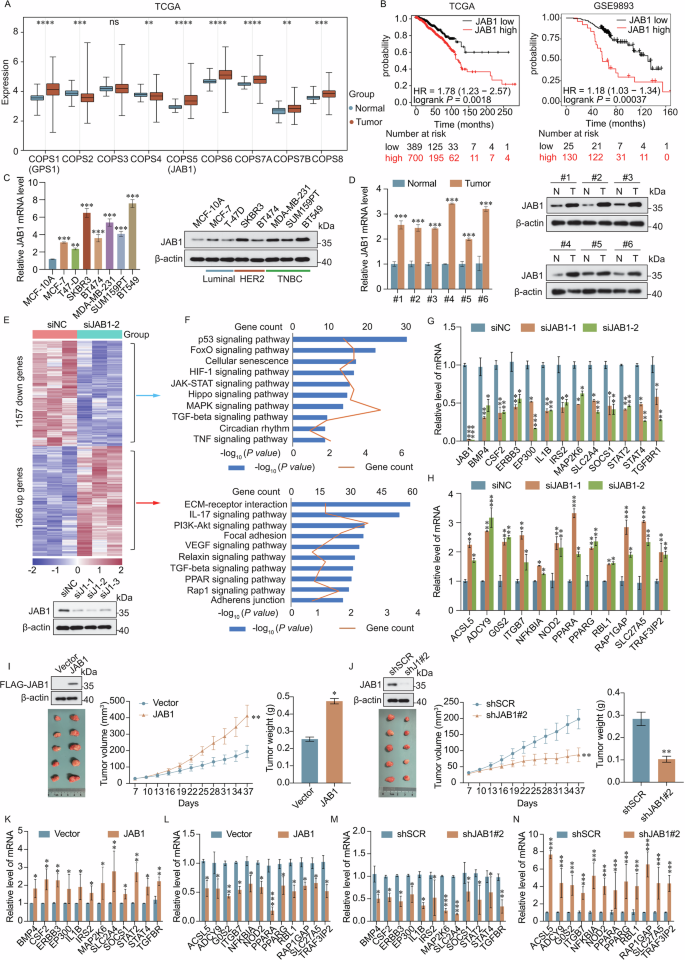 Fig. 1: JAB1 is an oncogene that promotes breast cancer progression.