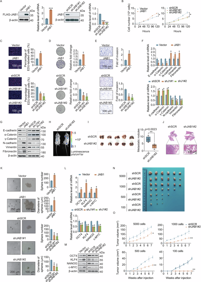 Fig. 2: JAB1 promotes breast cancer cell proliferation, invasion, and stemness.