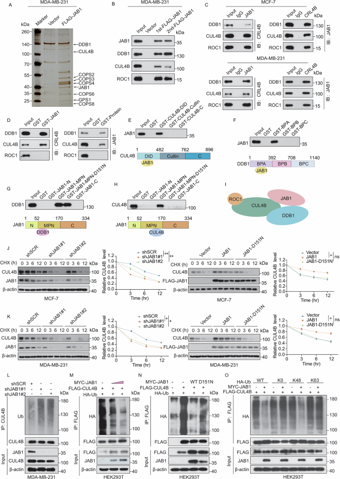 Fig. 3: JAB1 is physically associated with the CRL4B complex and stabilizes CUL4B.